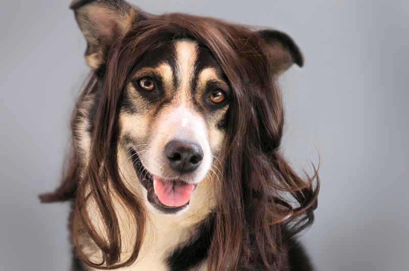 coiffure-SIGALE-min_dog-1776721